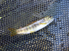 Salmo trutta fario