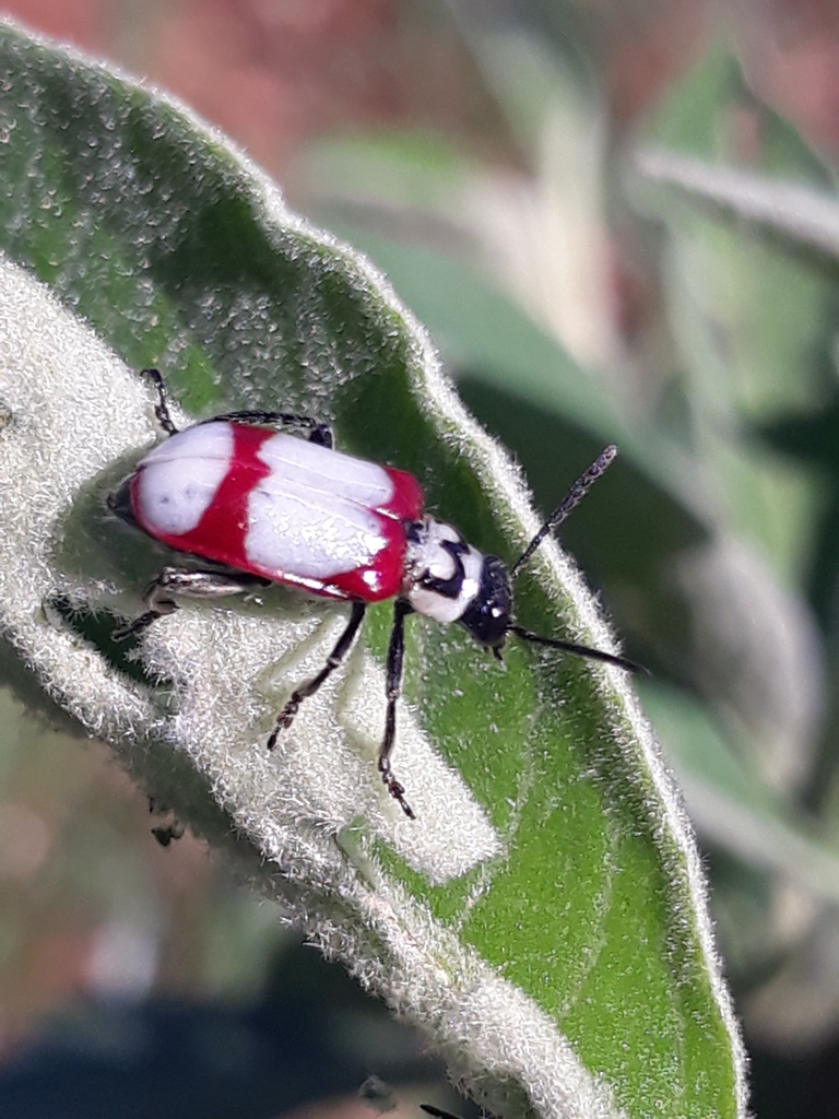 Agathomerus flavomaculatus