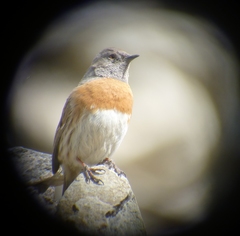 Prunella rubeculoides