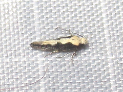 Agnippe prunifoliella