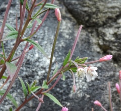 Epilobium tibetanum