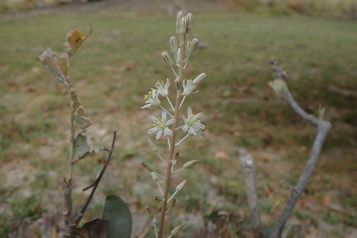 Drimia sanguinea