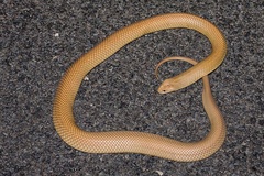 Pseudechis australis