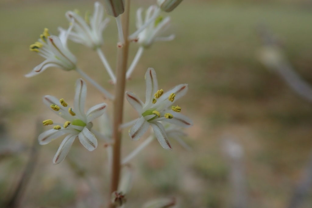 Drimia sanguinea, Okavango Delta, North-West, BW