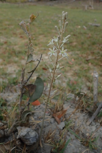 Drimia sanguinea