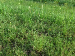 Bothriochloa barbinodis perforata
