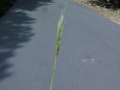Bothriochloa barbinodis perforata