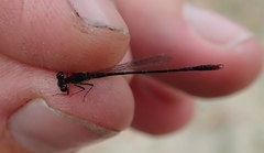 Agriocnemis victoria