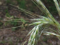 Bothriochloa barbinodis perforata