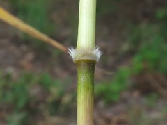Bothriochloa barbinodis perforata
