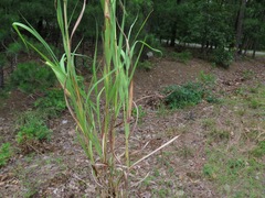Bothriochloa barbinodis perforata