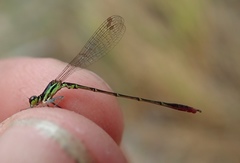 Agriocnemis victoria