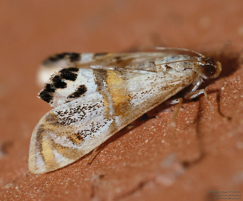 Two-banded Petrophila photo 5