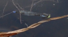 Pseudagrion deningi