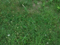 Bothriochloa barbinodis barbinodis