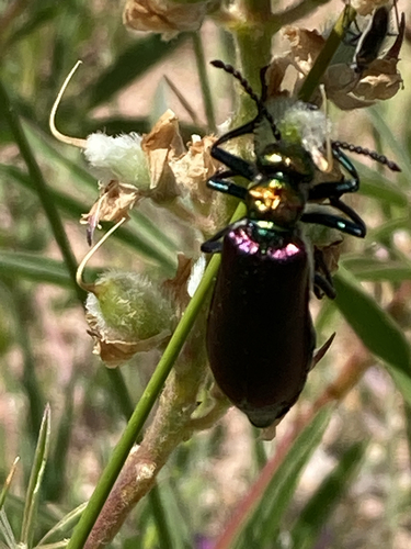 Nuttall's blister beetle photo 4
