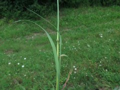 Bothriochloa barbinodis barbinodis