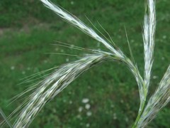 Bothriochloa barbinodis barbinodis