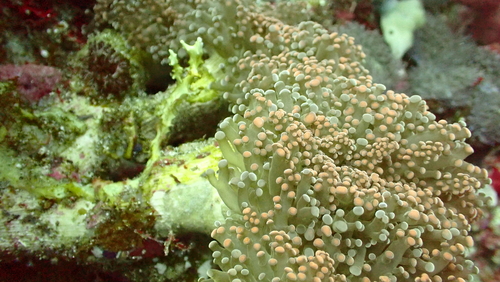 Fimbriaphyllia paradivisa observed 2024-10-15