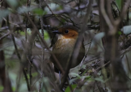 Rufous-faced Antpitta (Grallaria erythrotis), photo 4