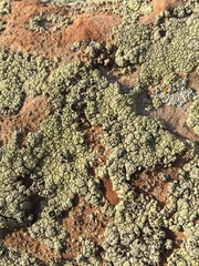 Lecanora argopholis