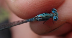 Pseudagrion helenae
