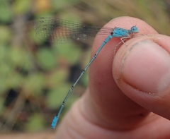 Pseudagrion helenae