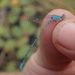 Little Blue Sprite - Photo (c) Robert Taylor, some rights reserved (CC BY), uploaded by Robert Taylor