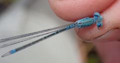 Pseudagrion helenae