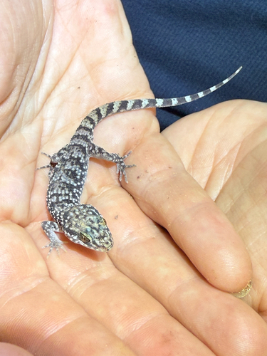 Common Prickly Gecko