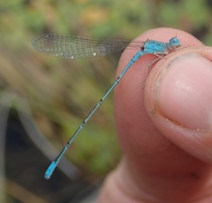 Pseudagrion helenae