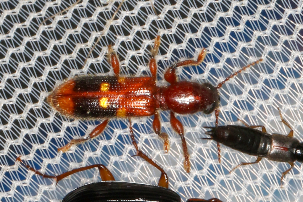 Chestnut-colored Clerid