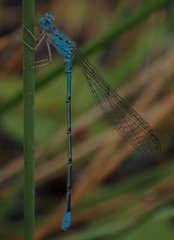 Pseudagrion helenae