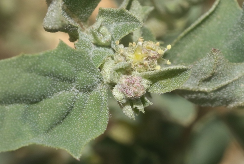Atriplex suberecta iNat (1)