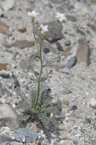 desert pale aliciella (Aliciella hutchinsifolia)
