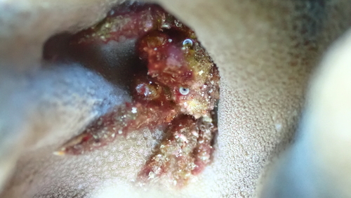 Tylocarcinus observed 2024-10-15