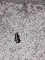 Meconemus infuscatus