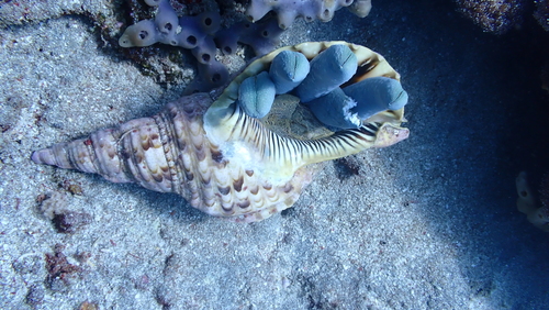 Foto de Tritón gigante (Charonia tritonis)