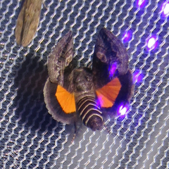 Copanarta aurea