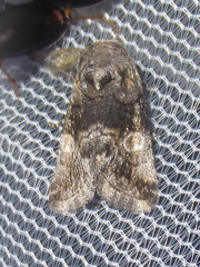 Copanarta aurea