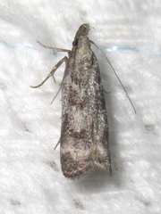 Dichomeris inversella