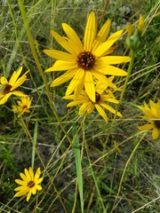 Helianthus heterophyllus