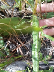 Helianthus heterophyllus