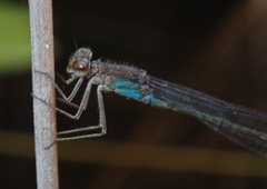 Pseudagrion sudanicum
