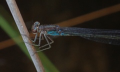 Pseudagrion sudanicum