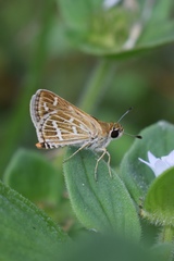 Taractrocera maevius