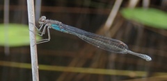 Pseudagrion sudanicum