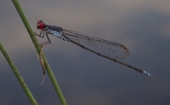 Pseudagrion sublacteum