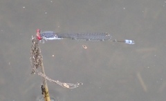 Pseudagrion sublacteum