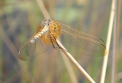 Trithemis monardi